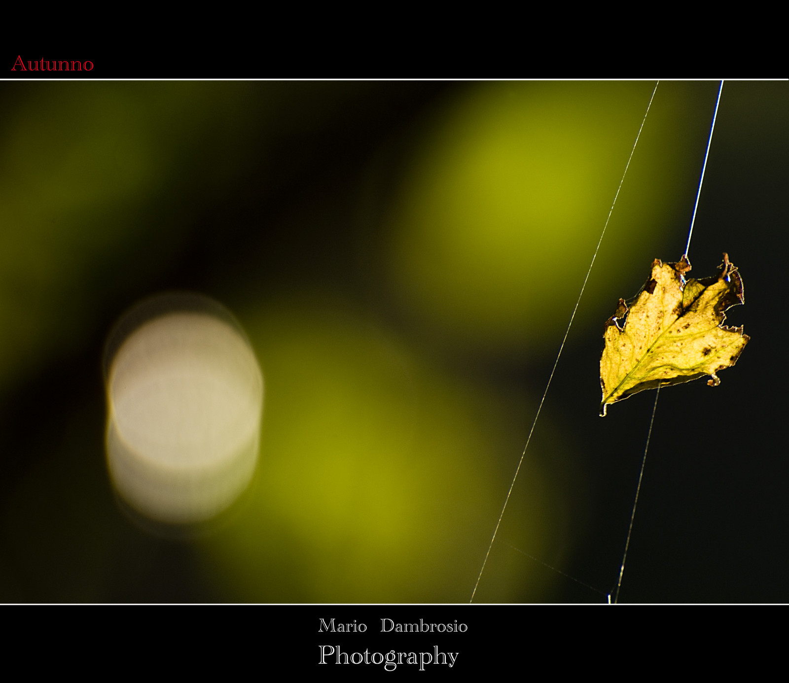 NIKKOR, autunno, Varese, bosco, Mattina, Poggio, blueribbonwinner, 21100, fujis3pro, mywinners, 70300vr, flickraward, simplysuperb, luvinate, flickrtravelaward