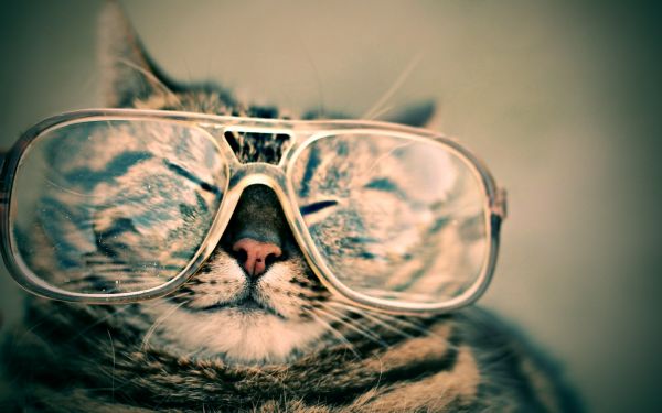 cat, portrait, sunglasses, face, white, black