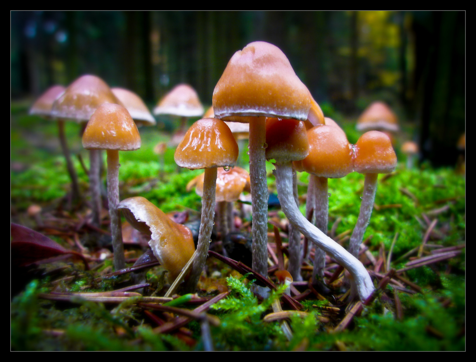 Skov, efterår, natur, træ, makro, champignon, magi, svamp, KUNST, efterår, blad, kreativ, magiske, Oberberg, basidieklassen, medicinske svampe, penny bolle, spiselige svampe, agaric, agaricaceae, Agaricus, auriculariales, auriculariaceae, NPP, pilze2013, russula integra