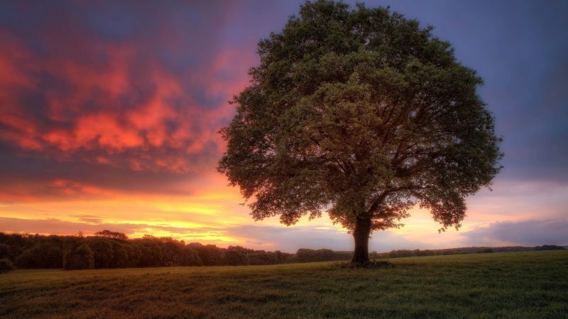 sunlight, landscape, sunset, hill, nature, sky sunlight, landscape, sunset, hill, nature, sky