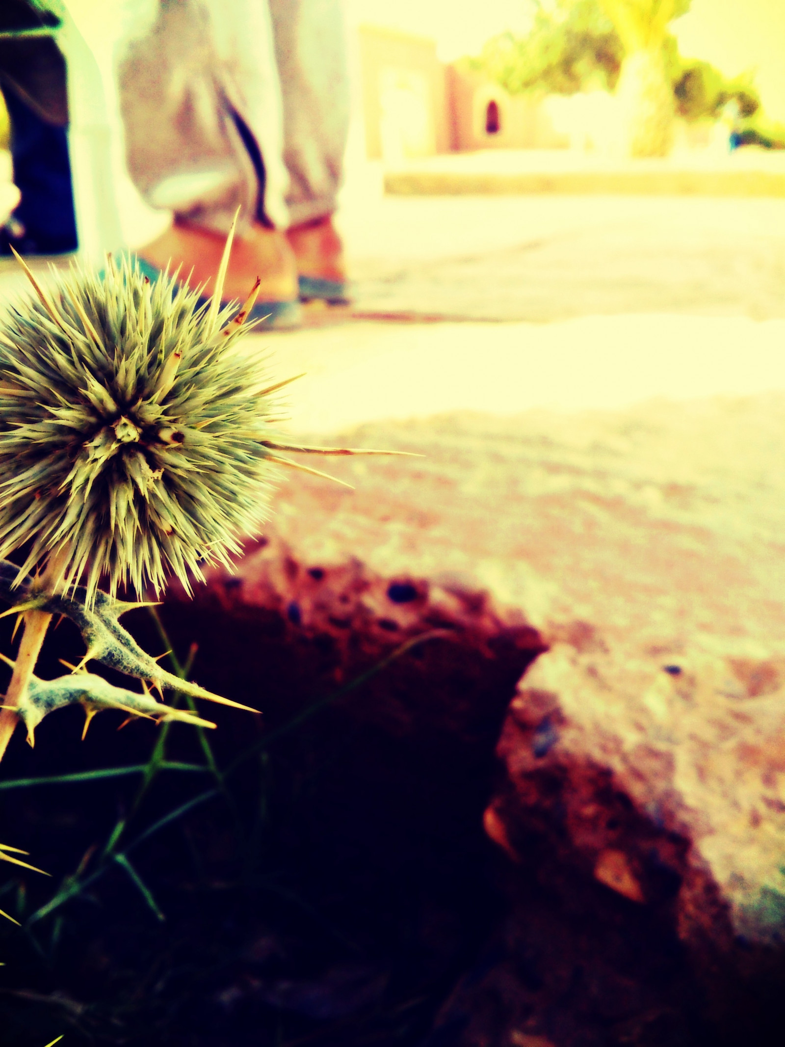 Wallpaper sunlight, red, plants, green, yellow, light, color, tree