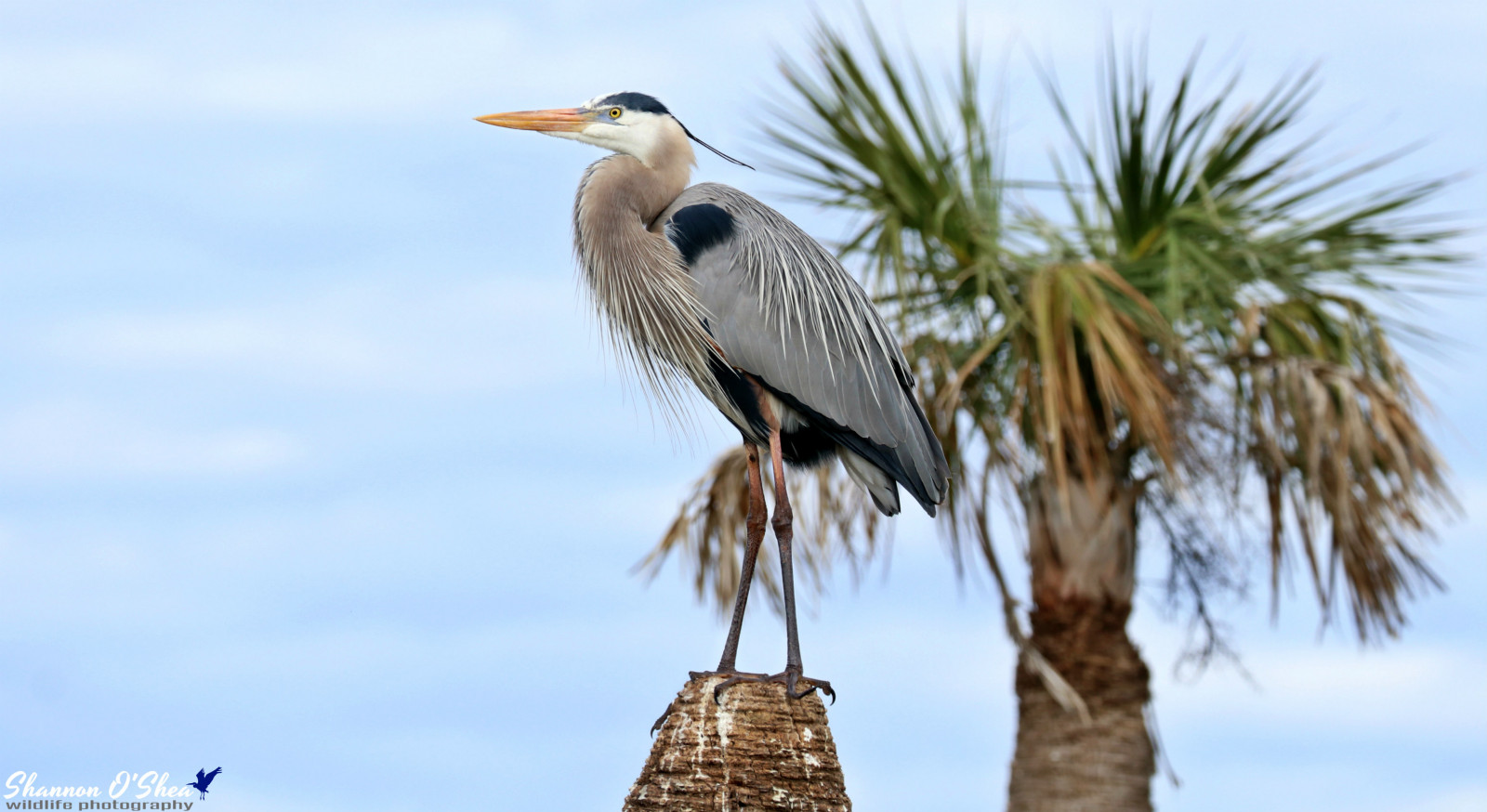 shannonroseoshea, shannonosheawildlifephotography, shannonoshea, Shannon, greatblueheron, volavka, pták, zobák, peří, modrý, modrá obloha, palmtree, ritchgrissommemorialwetlandsatviera, Melbourne, Florida, flickr, wwwflickrcomphotosshannonroseoshea, venku, venkovní, nebe, skinnylegs, Kánon, canoneos80d, eos80d, canon80d, 80d, canon100400mm14556lisiiusm, fauna, strom, Příroda, Volně žijících živočichů, vodní ptáci, Birdseyeview, birdyfeet, yelloweye