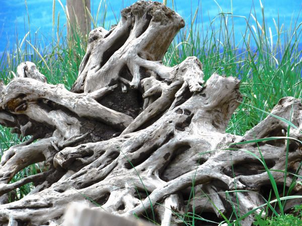 wood,branch,sculpture,old,bonsai,roots