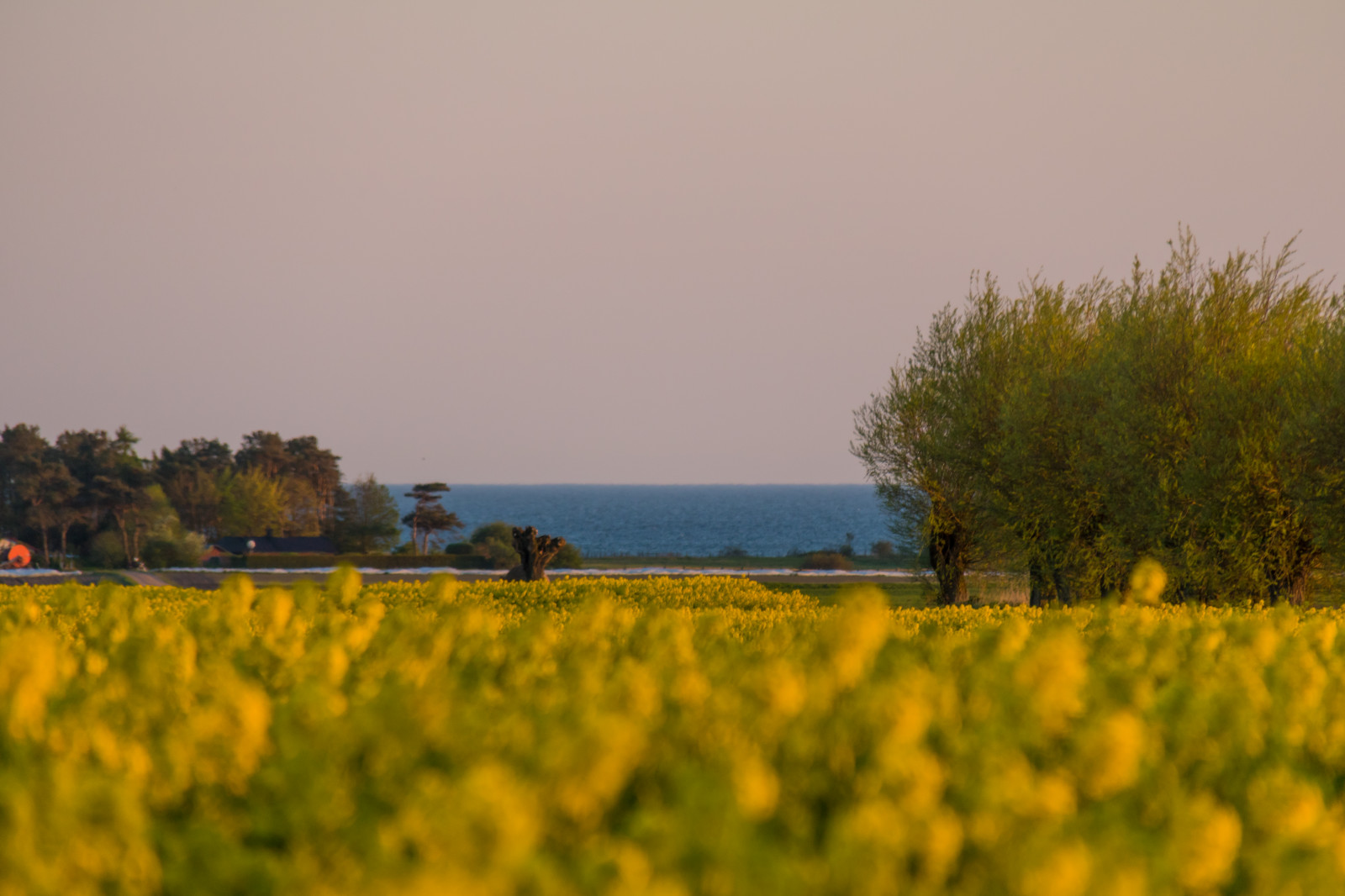 sollys, landskab, mad, solnedgang, hav, bakke, natur, græs, himmel, Mark, gul, aften, morgen, horisont, Raps, Sky, træ, efterår, blomst, plante, solnedg ng, landskabet, landsbygd, rapper, f lt, s dersl tt, landskap, raps, rapefield, landbrug, eng, prærie, landdistrikt, fremstille, jord plante, blomstrende plante, græs familie, kål, sennep plante