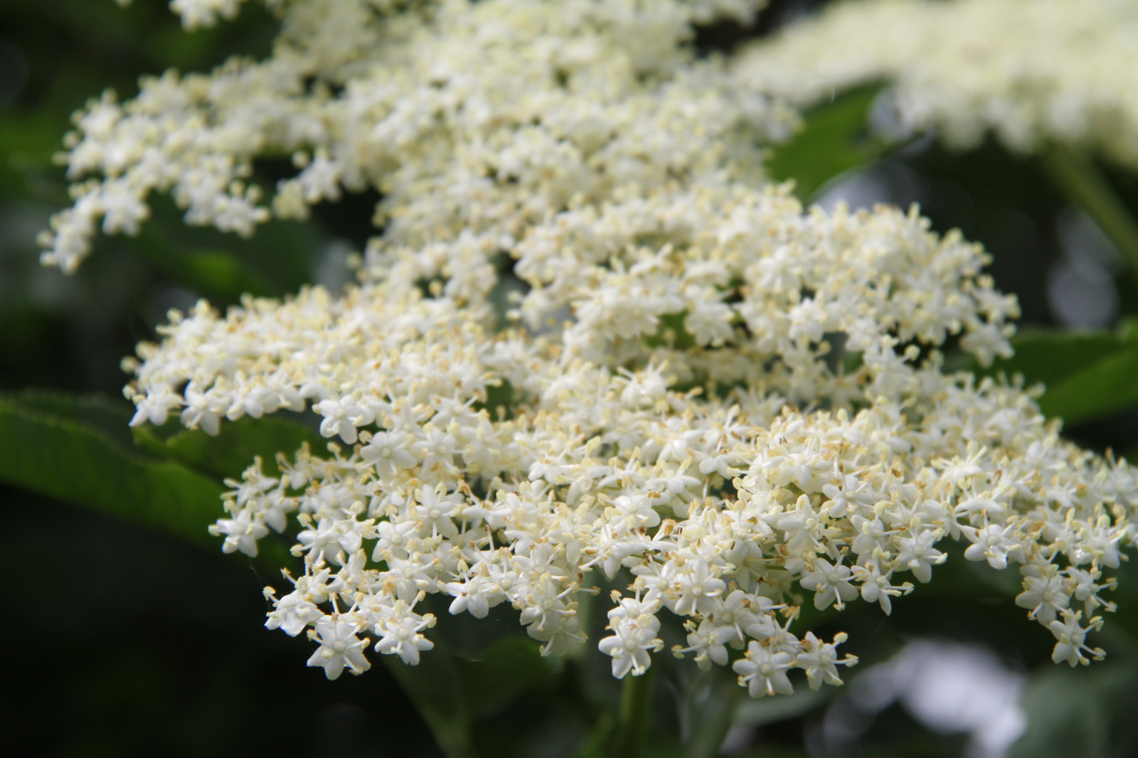 สีขาว, สาขา, เบ่งบาน, สมุนไพร, ดอกไม้, ปลูก, พืช, ผู้สูงอายุ, ฟอนเดอร์, พฤกษศาสตร์, โรงงานที่ดิน, พืชดอก, ไม้พุ่ม, ผักชีฝรั่งวัว, anthriscus, meadowsweet