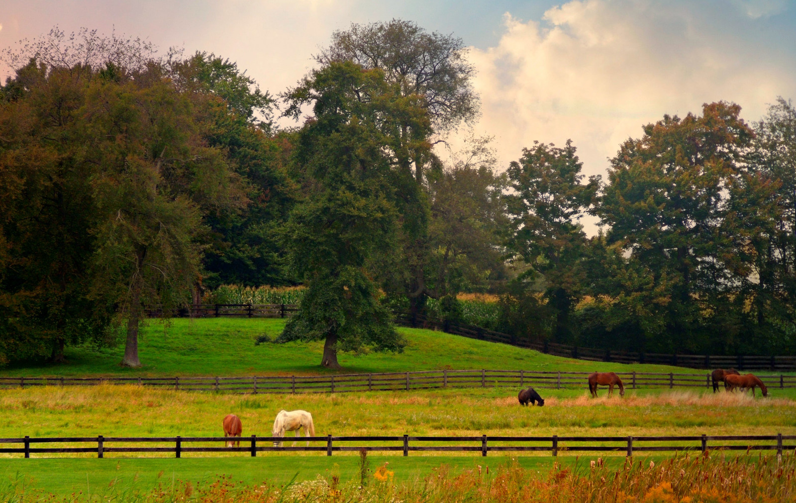 stromy, krajina, kopec, Příroda, kůň, tráva, pole, ráno, hospodařit, plot, Klid, mír, obilné pole, venkovský, Ohio, 2014, strom, podzim, list, květ, lučina, rostlina, krása, sezóna, koně, pastvina, zemědělství, louka, prostý, portagecountyohio, trávník, prérie, venkov, místo výskytu, přírodní prostředí, atmosférický jev, dřevina, pastvisko