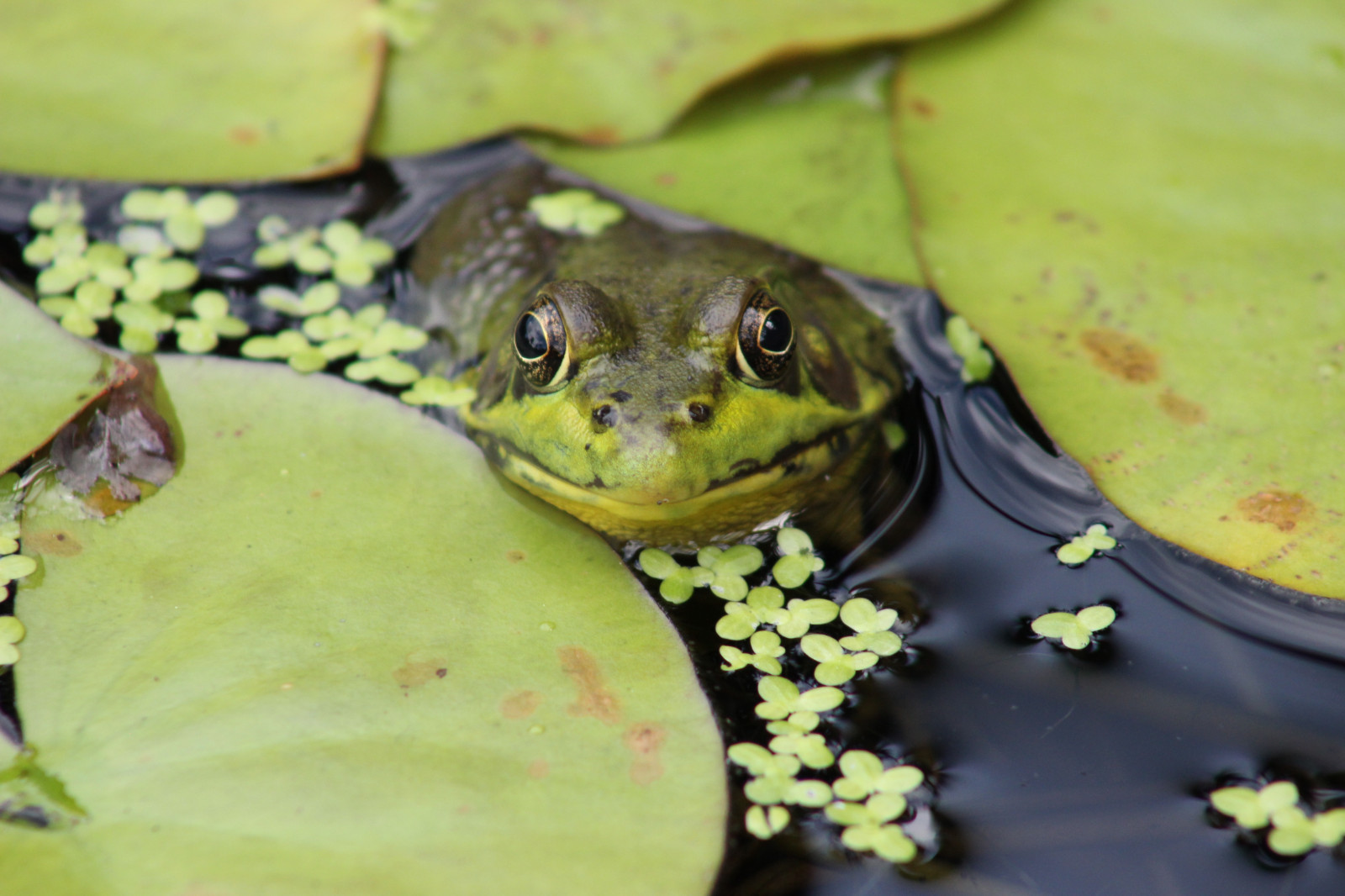 Wallpaper plant, ny, newyork, green, water, animal, amphibian