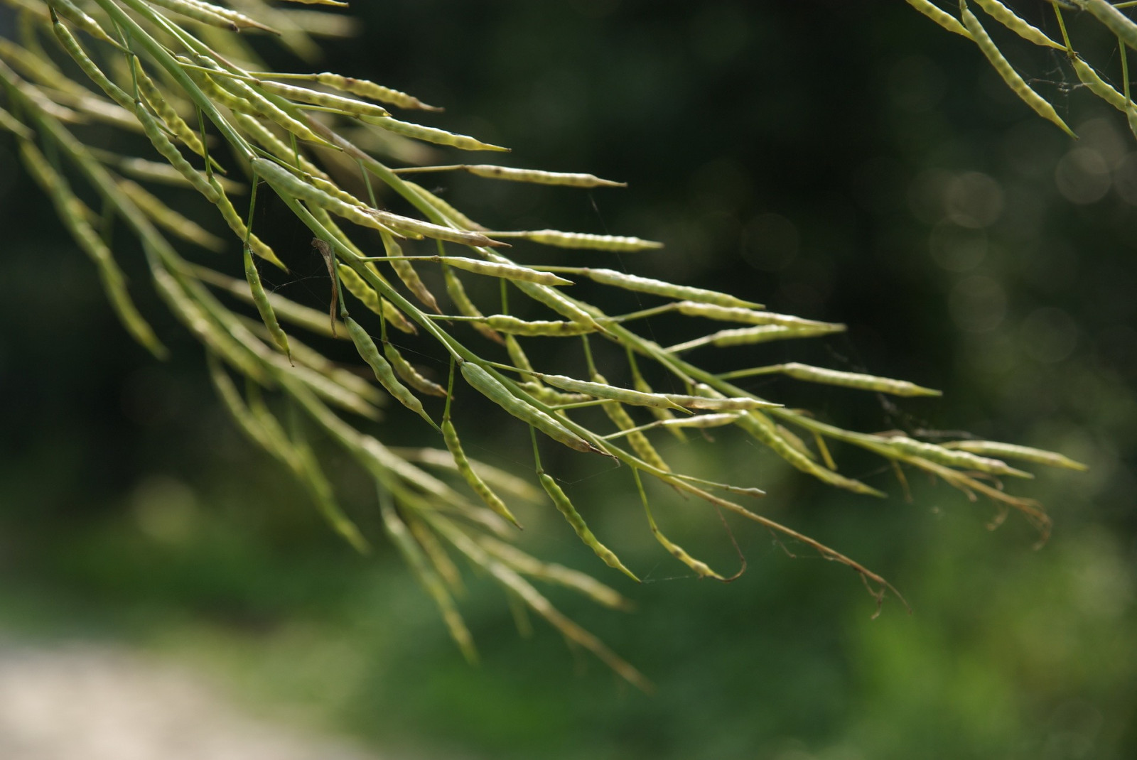 Příroda, tráva, makro, větev, zelená, smrk, jedle, jehličnatý strom, Evergreen, strom, list, květ, rostlina, flóra, větvička, botanika, suchozemská rostlina, kvetoucí rostlina, dřevina, zblízka, makro fotografie, tráva rodina, závod stonek, modřín
