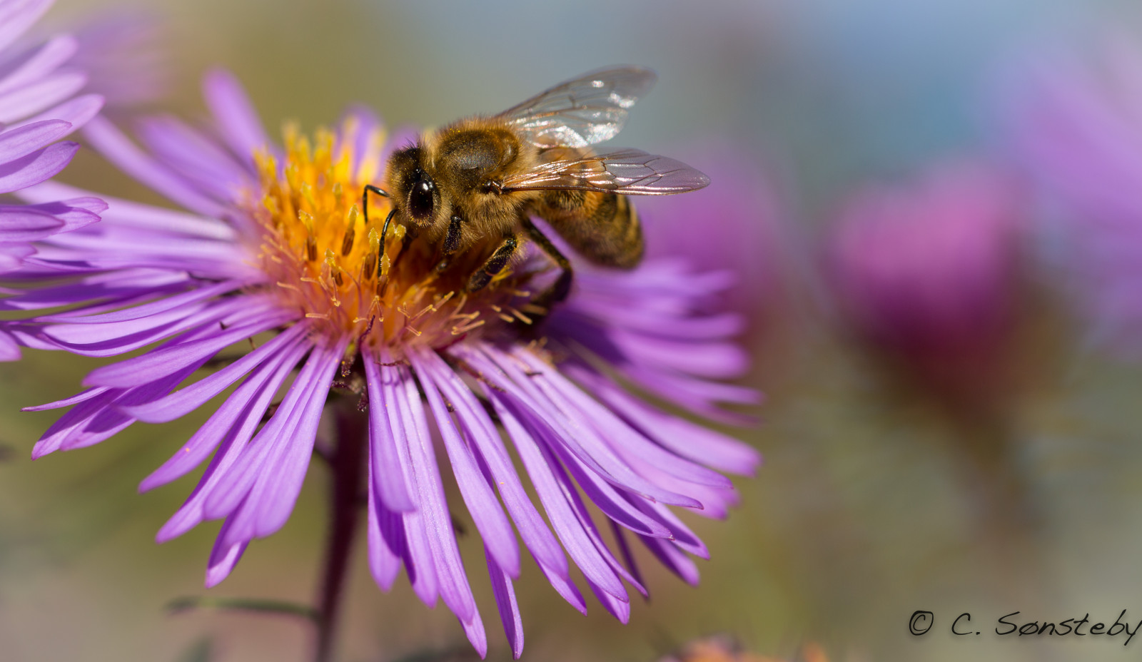 Blumen, Herbst, Blume, Makro, Oslo, Nahansicht, Kanon, Insekt, Flügel, Oktober, lila, Bokeh, Ngc, Biene, Npc, Pollen, Botanischer Garten, Botaniskhage, Markiii, Canon5dmarkiii, Ef100mmf28lmacroisusm