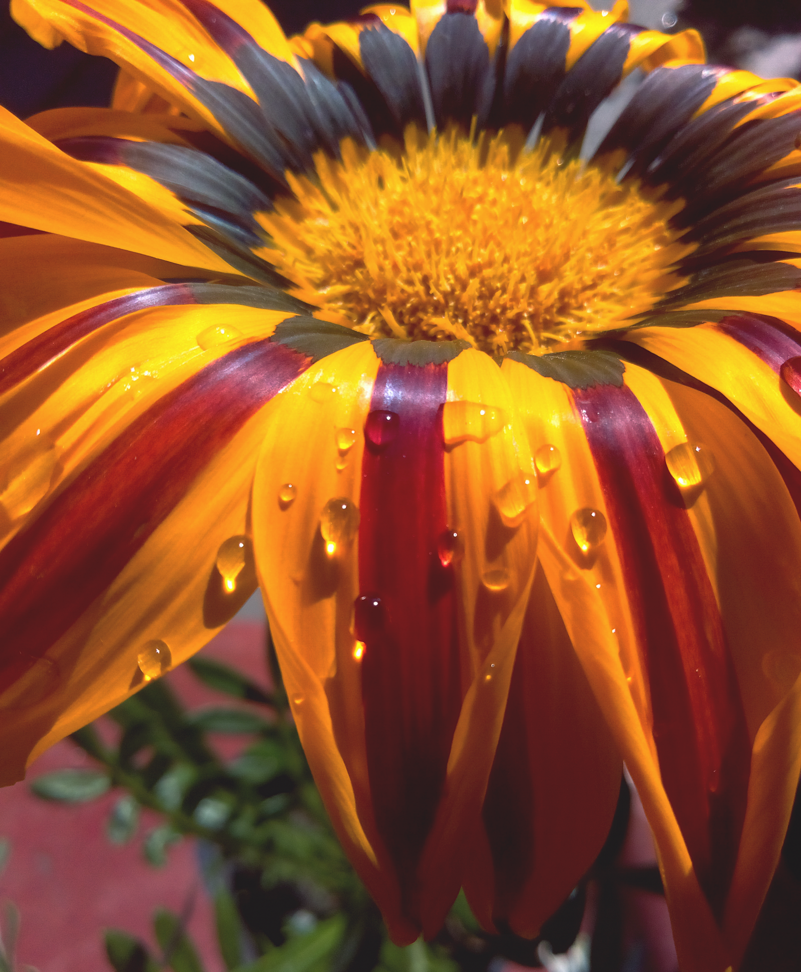 blomst, plante, vand, lys, natur, botanik, væske, kronblad, gul, fugtighed, terrestrial plant, dug, dråbe, urteagtig plante, etårig plante, tæt på, daisy familie, pollen, blomstrende plante, makrofotografering, Forb, solsikke, stængelplante, wildflower, støvregn, Perennial plant, KUNST, Kurvblomstordenen, fotografering, have, new york aster, mælkebøtte