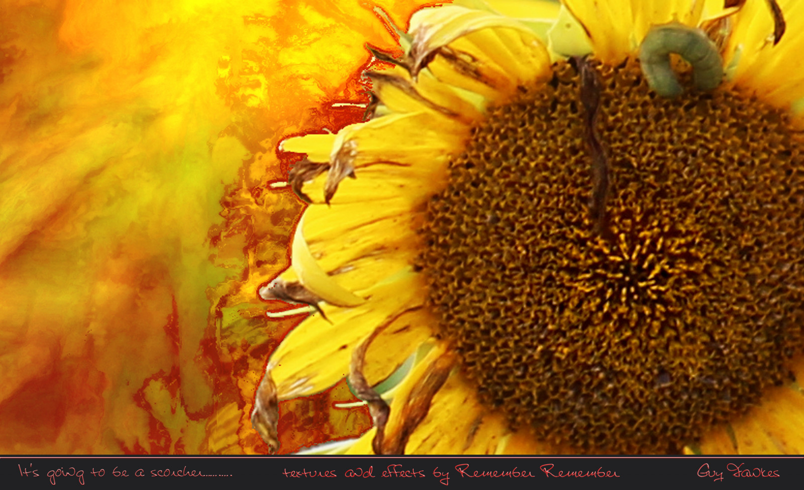 Wallpaper flower, yellow, sunflower seed, honey bee, flowering plant