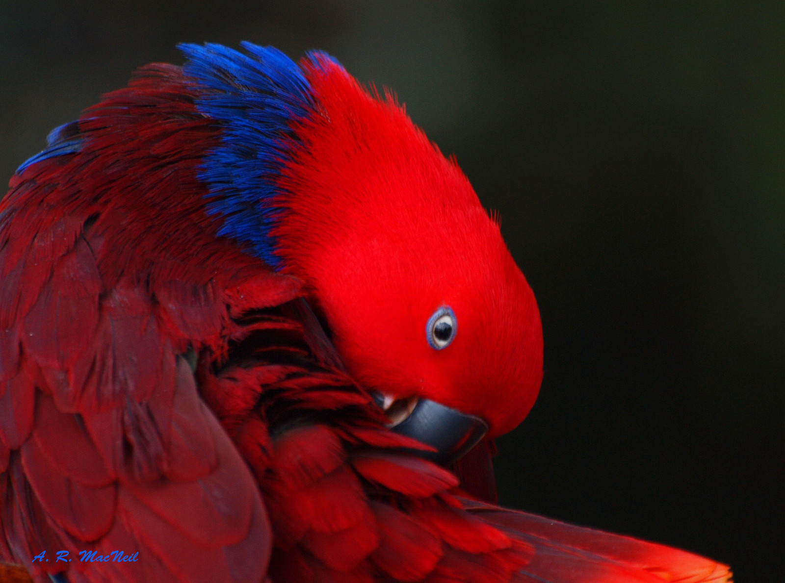 rød, natur, fugle, Vancouver, ISO400, Britisk Columbia, dyreliv, papegøje, tropisk, papegøjer, bloedelconservatory, electusparrot, tropicalbirds, olympuse620, femaleelectusparrot, lens2520mm, f55150