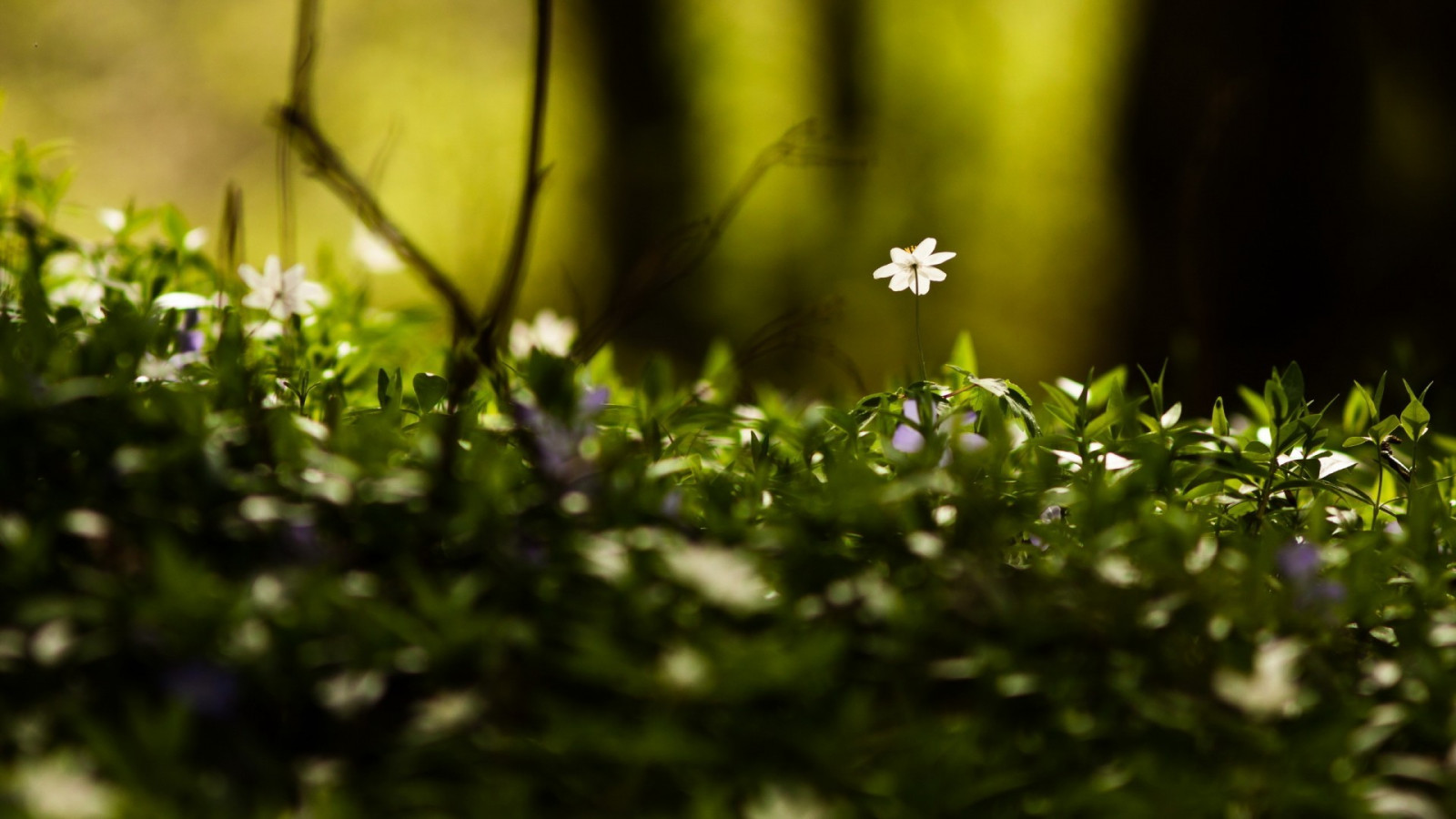 slunečnímu záření, les, hloubka pole, květiny, Příroda, tráva, makro, větev, zelená, bokeh, rosa, světlo, strom, podzim, list, květ, rostlina, flóra, louka, divoká rostlina, trávník, zálesí, botanika, makro fotografie, tráva rodina, závod stonek, vlhkost