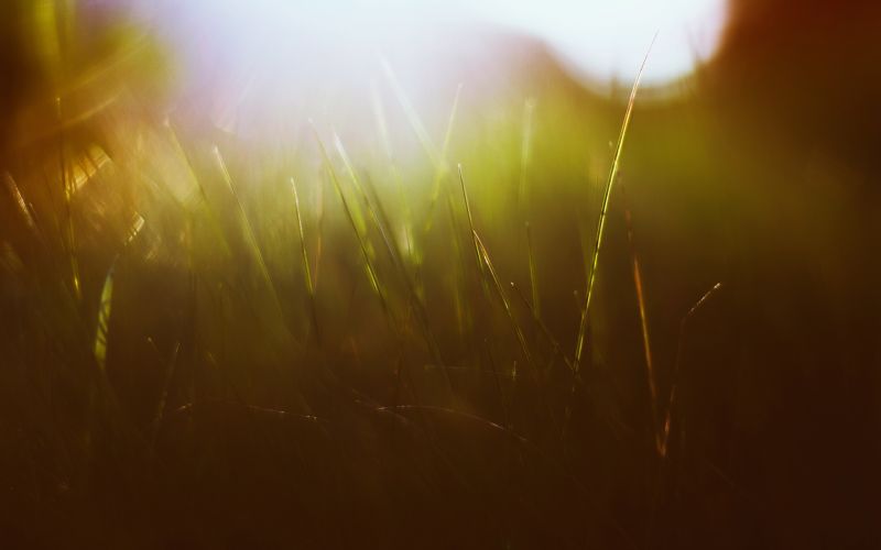 sunlight, reflection, grass, macro, night, green