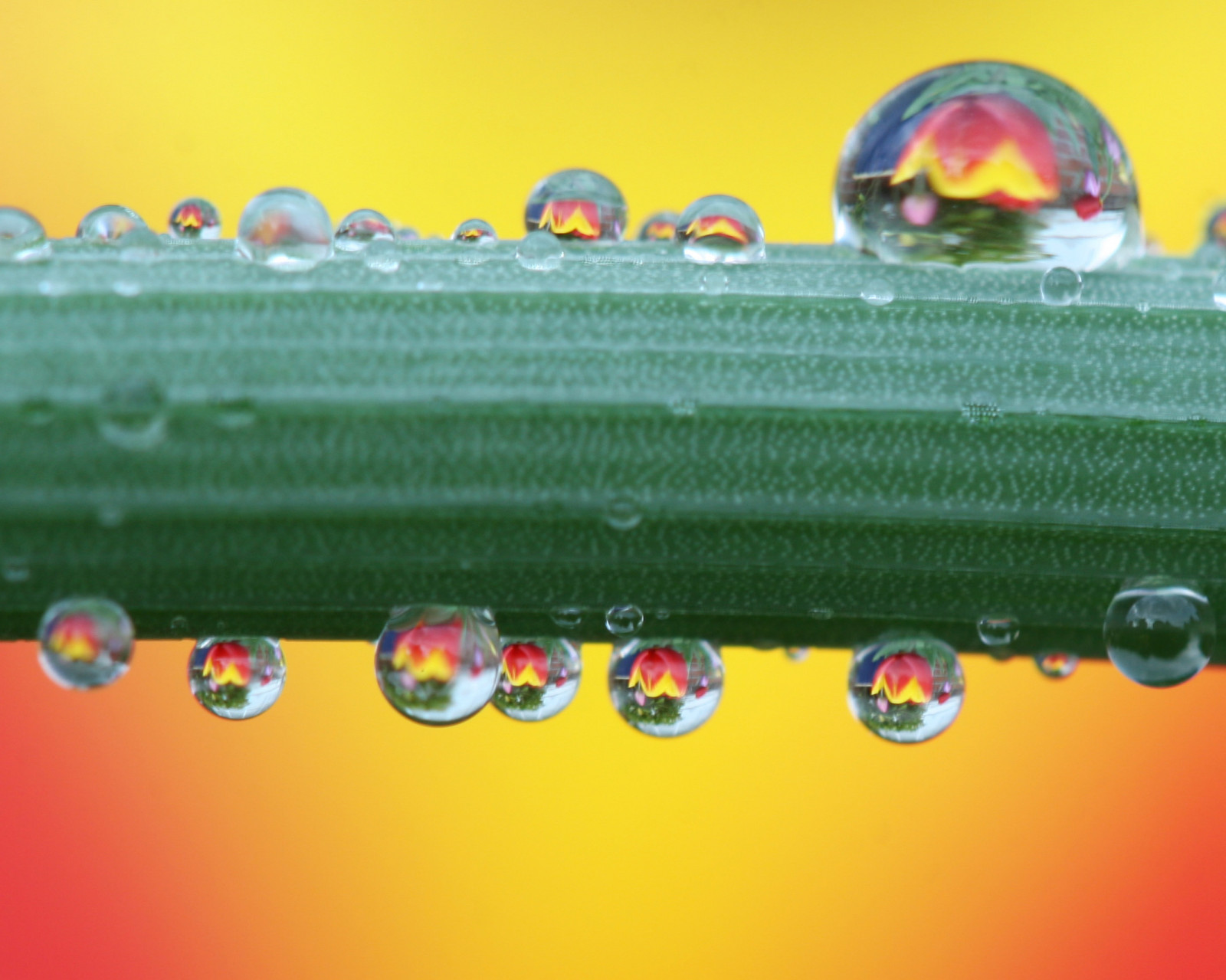 jídlo, květiny, Červené, tulipány, makro, žlutý, oranžový, Hračka, barva, pažitka, miska, kapičky, kapky vody, blueribbonwinner, Gettyimages, refrakce, waterdropsmacro, canonef100mmf28macrousm