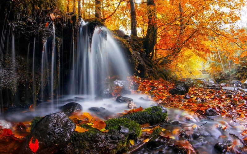 trees, landscape, forest, fall, leaves, waterfall trees, landscape, forest, fall, leaves, waterfall