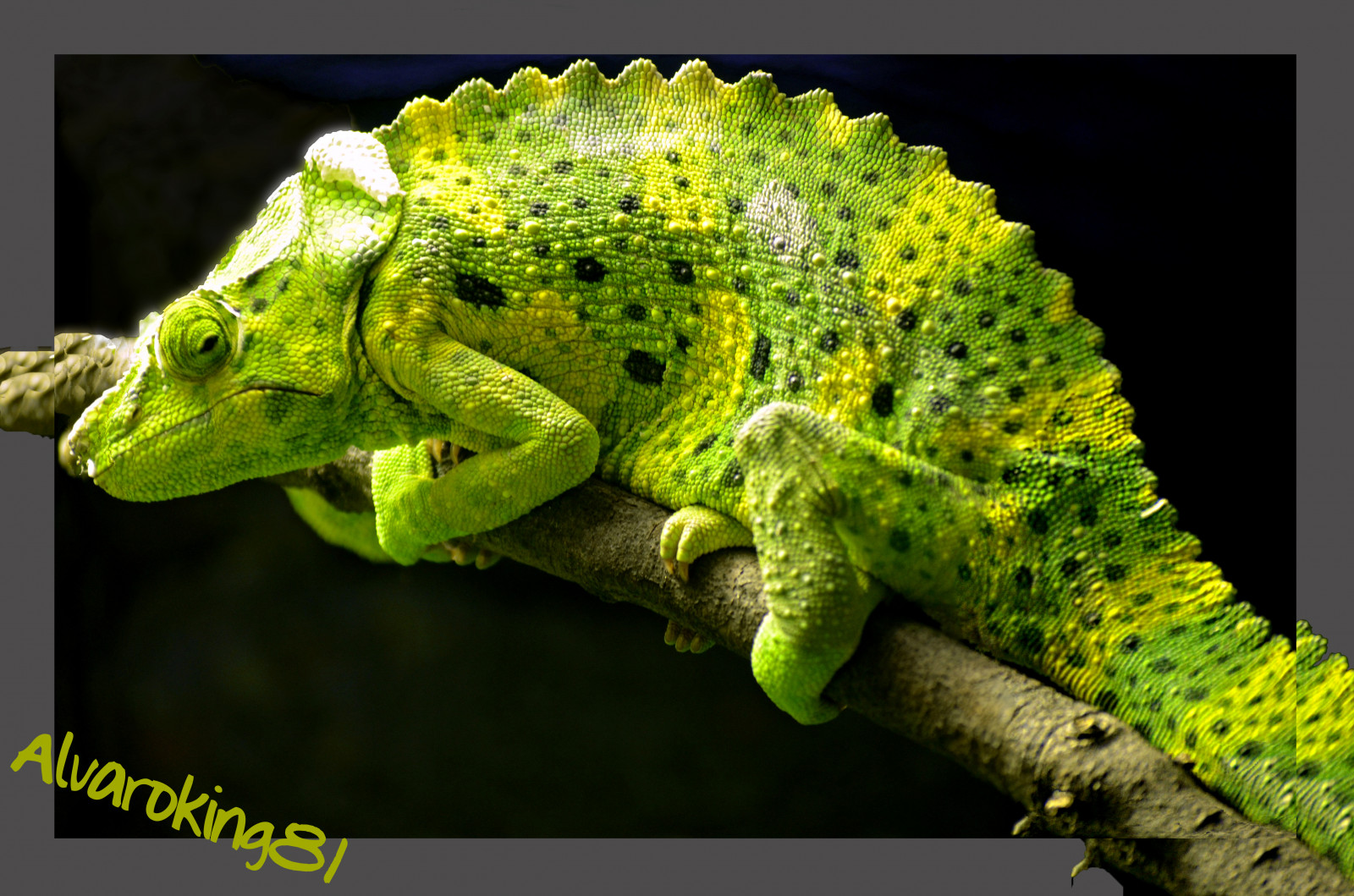 zvěř, Iguana, tropický, zoologická zahrada, zvíře, naturaleza, ještěrka, plaz, 100commentgroup, fauna, zmenšen plazů, organismus, chameleón, africký chameleon, Igvaja, reptil, selva, Zoologico, Tropico, Camaleon, Lagarto, Terario, Exotico, Narute, Look300, Alvaroking81, Look500, terrestrial animal