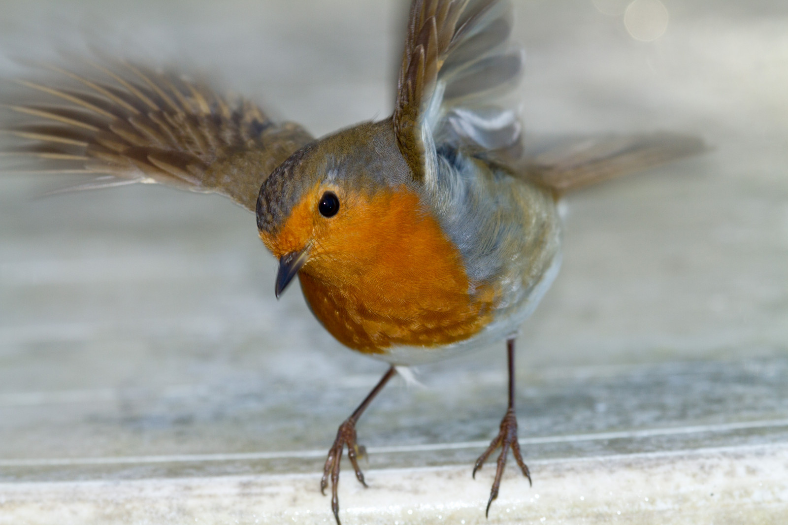 Wallpaper nature, wings, house, England, wildlife, beak, Takeoff