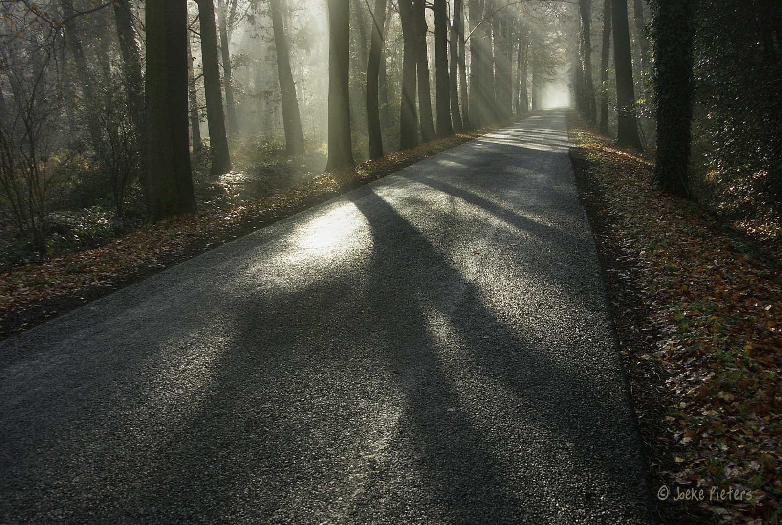 sollys, Skov, natur, græs, vinter, vej, morgen, tåge, bjælker, Sol, Holland, asfalt, infrastruktur, lys, stråler, træ, efterår, skygger, blad, vejr, sæson, udforsket, sti, mørke, Bej, theperfectphotographer, weg, platinumheartaward, theunforgettablepictures, krukke med guld, goldstaraward, bane, Winterswijk, Gelderland, skov, levested, naturligt miljø, atmosfærisk fænomen, vedplante, vejbelægning, Achterhoek, Woold