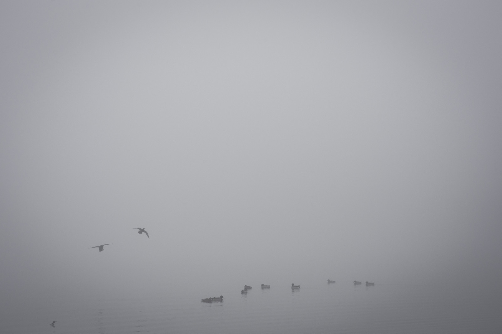 Wallpaper nature, mist, birds, minimalism 5120x3413