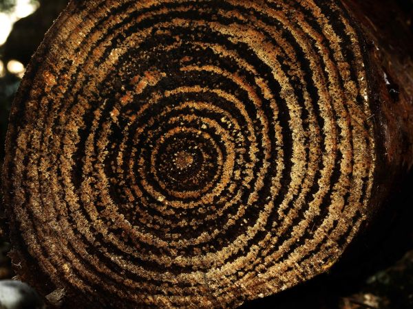 spiral,wood,symmetry,texture,time,circle
