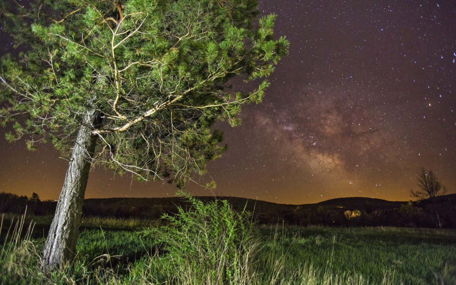 Wallpaper Sunlight Landscape Forest Night Nature Grass Stars