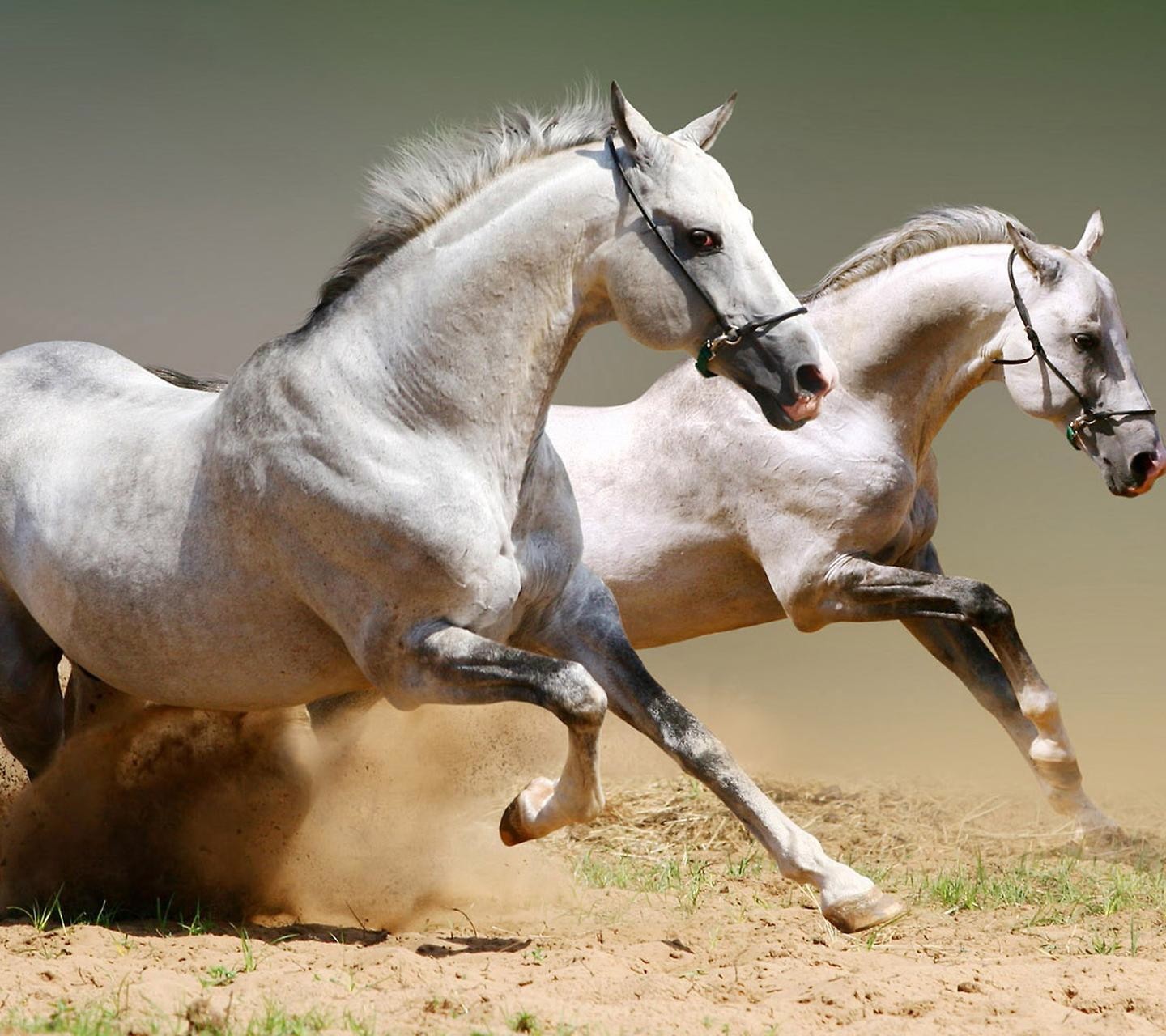 animali, cavallo, cavalla, mammifero, criniera, equestrianism, sport animali, cavallo come mammifero, stallone, sport equestre, cavallo mustang, briglia, monta western, eventing, finimenti per cavalli, monta inglese