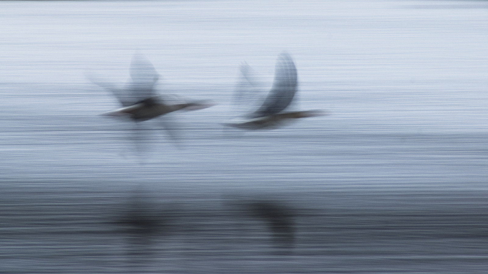 modrý, dva, jezero, Příroda, voda, ptactvo, Rychlost, odrazy, letící, husy, inflight, křídla, hnutí, Drsný, pár, Sony, rychle, Rozmazané, Aves, birdsinflight, influenza, slowshutterspeed, skimming, leightonmoss