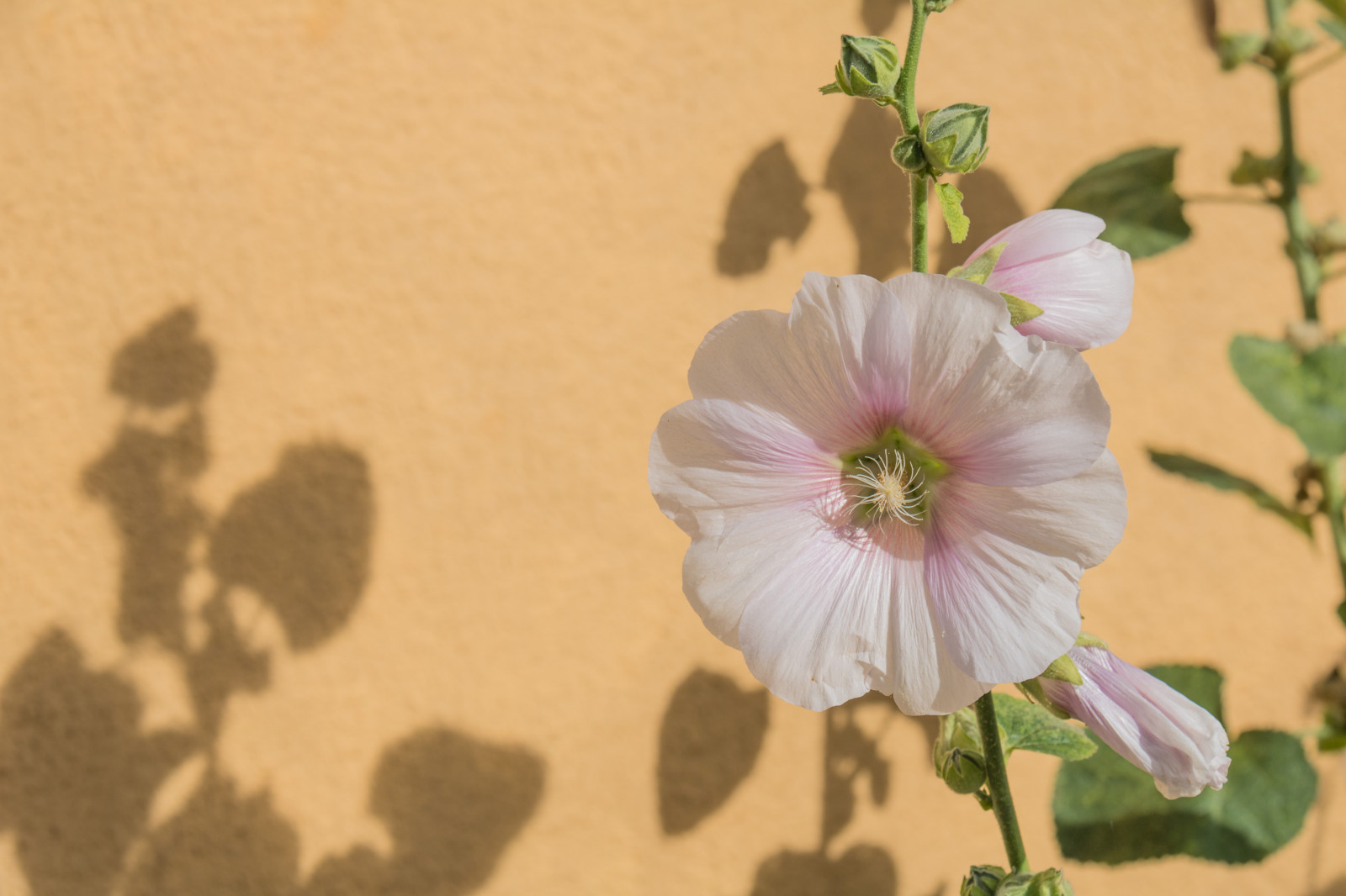 stín, květ, květ, rostlina, flóra, Blomma, Lund, stockros, exif modelu canoneos760d, geocountry, Kamera aby kánon, geocity, Model fotoaparátu canoneos760d, geostate, geolocation, EXIF čočka efs18200mmf3556is, exif aby kánon, EXIF isospeed 100, EXIF otvor 90, exif focallength 70mm, skugga, okvětní lístek, hollyhock, botanika, suchozemská rostlina, kvetoucí rostlina, makro fotografie