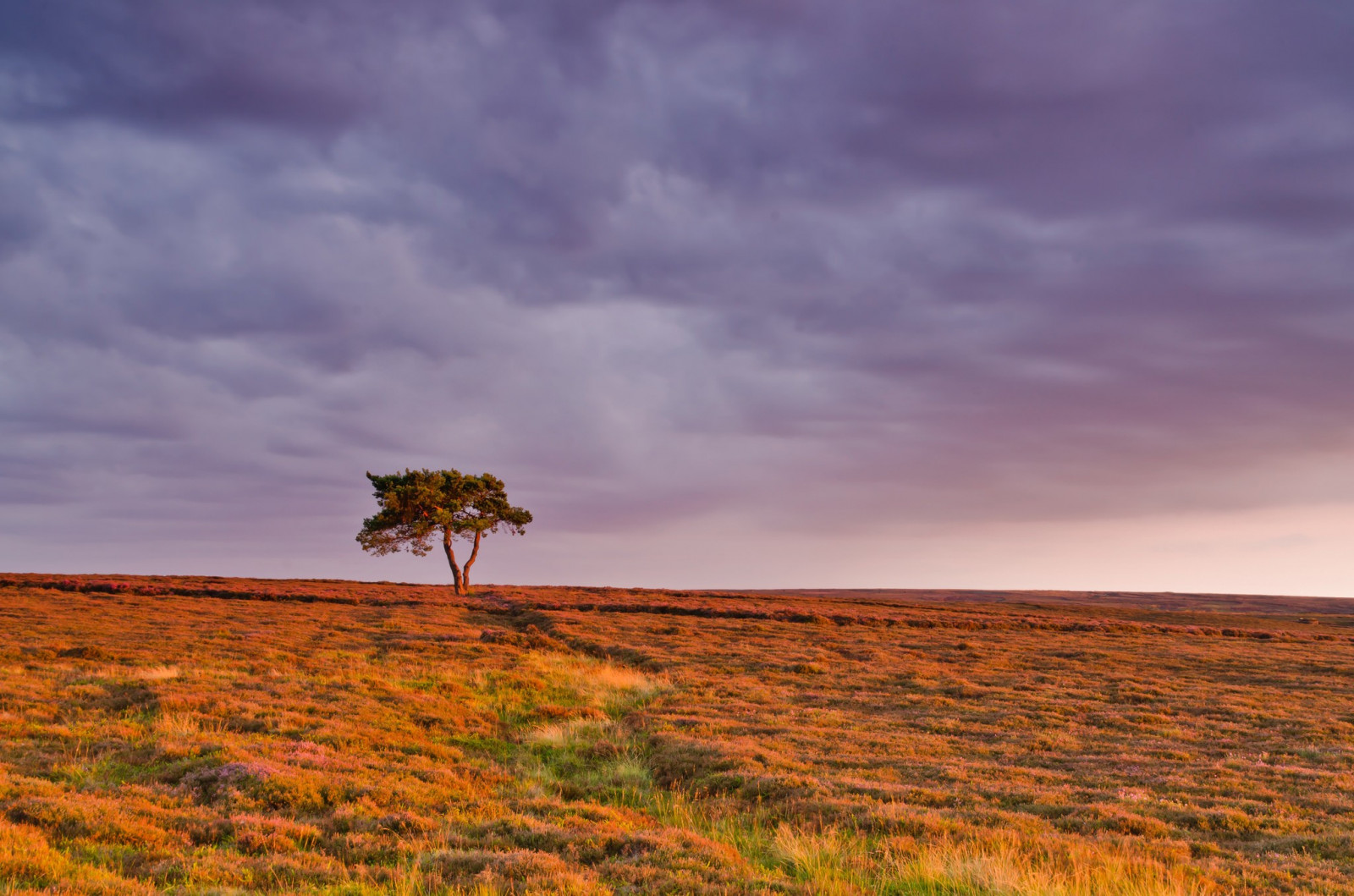 viso, alberi, paesaggio, tramonto, collina, erba, cielo, la neve, campo, Alba, sera, mattina, vento, orizzonte, natura selvaggia, crepuscolo, altopiano, steppa, zone umide, nube, albero, montagna, alba, prateria, agricoltura, pianura, prateria, suolo, area rurale, habitat, ambiente naturale, caratteristica geografica, ecosistema, savana
