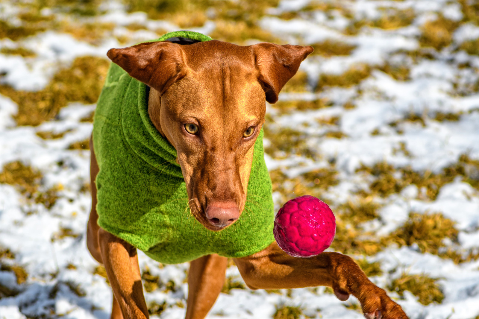 Hintergrundbilder Hund, Vizsla, Ball, Aktion 4194x2796 1110181