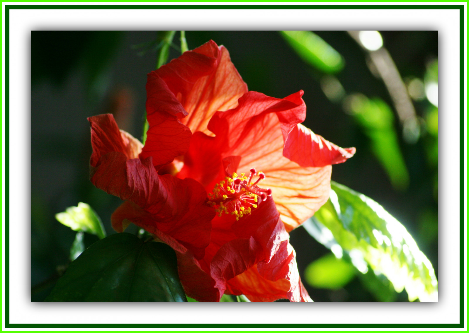 listy, Příroda, Červené, zelená, žlutý, Lístky, květ, bokeh, jaro, jasný, křivky, ibišek, světlo, Krásná, květ, rostlina, nálada, flóra, dof, barvitý, okvětní lístek, rosso, nádherný, půvabný, bello, bellissimo, colori, natura, štika, giallo, křivky, tyčinka, verde, ozdobný, hravý, kvetoucí rostlina, jednoletá rostlina, závod stonek, mazaný, lahodný, čínský ibišek, Slézotvaré, sléz rodina, kontrasty, fioro, china rose, Doublehibiscus