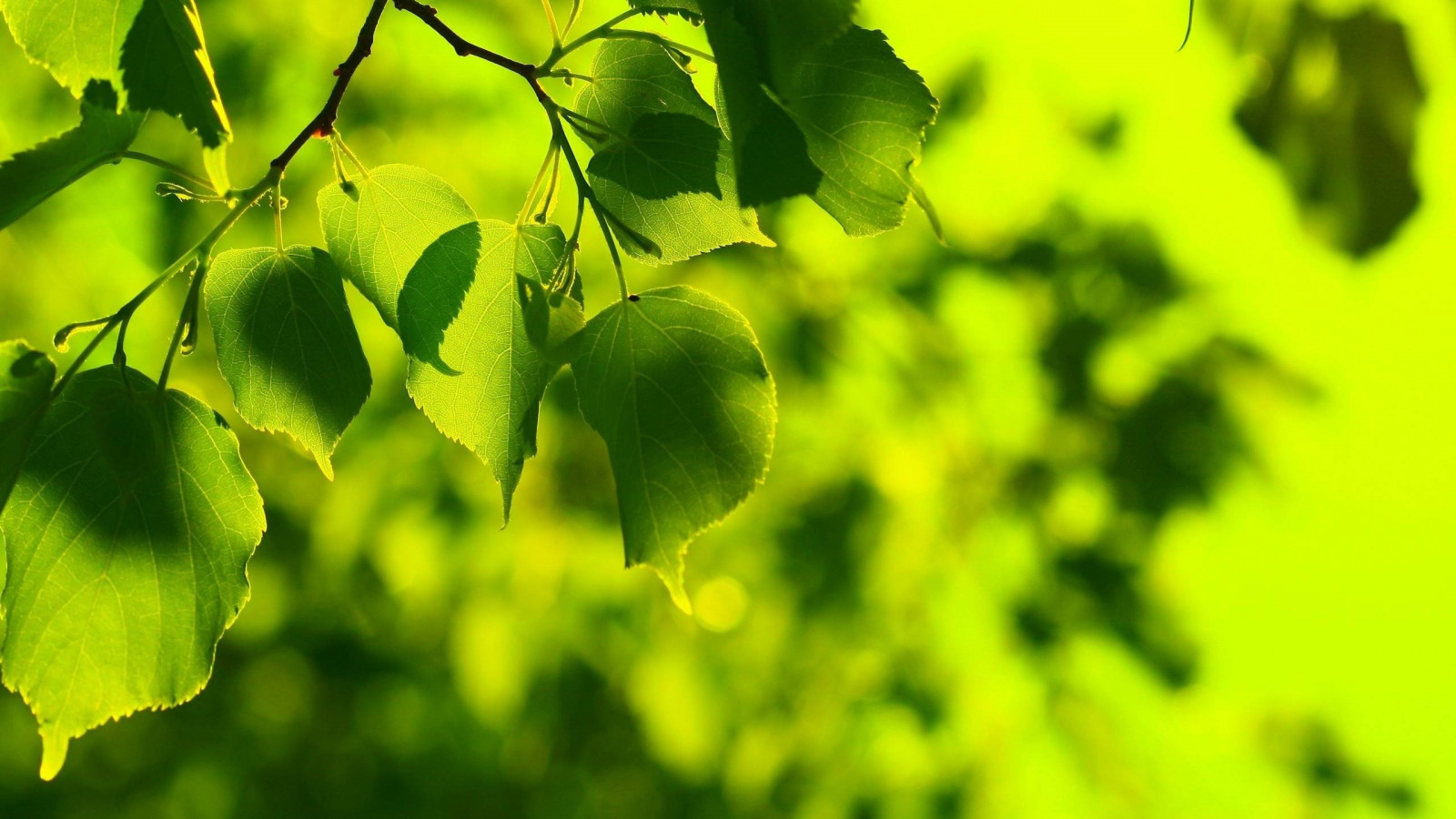slunečnímu záření, listy, Příroda, větev, zelená, bokeh, strom, podzim, list, květ, rostlina, vyrobit, suchozemská rostlina, kvetoucí rostlina, dřevina, závod stonek, opadavý, jinan dvoulaločný