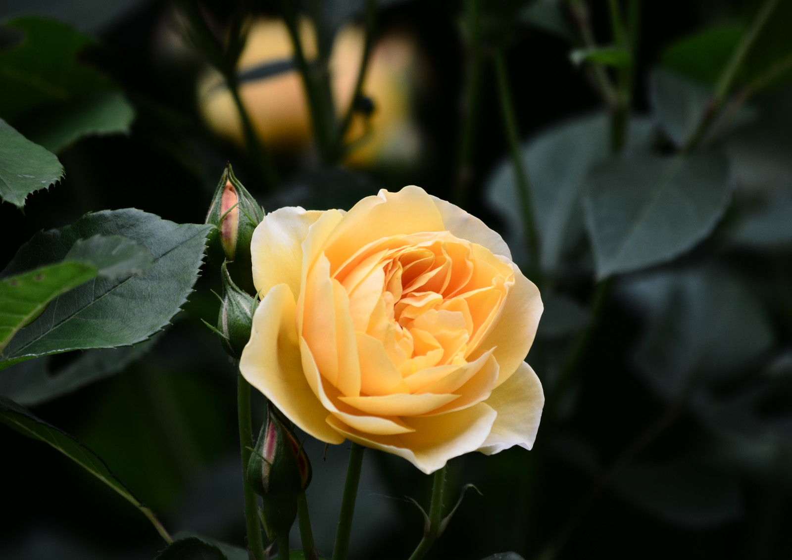 zahrada, žlutý, růže, květ, rostlina, flóra, okvětní lístek, botanika, suchozemská rostlina, kvetoucí rostlina, makro fotografie, závod stonek, zahradní růže, růže rodina, růže objednávka, floribunda, rakouský briar