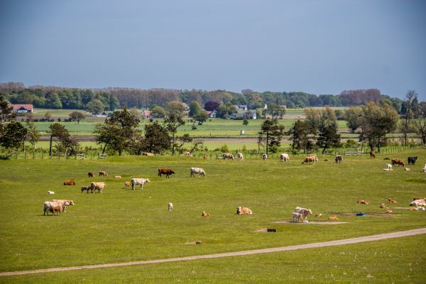 krajina,kopec,tráva,pole,hospodařit,struktura