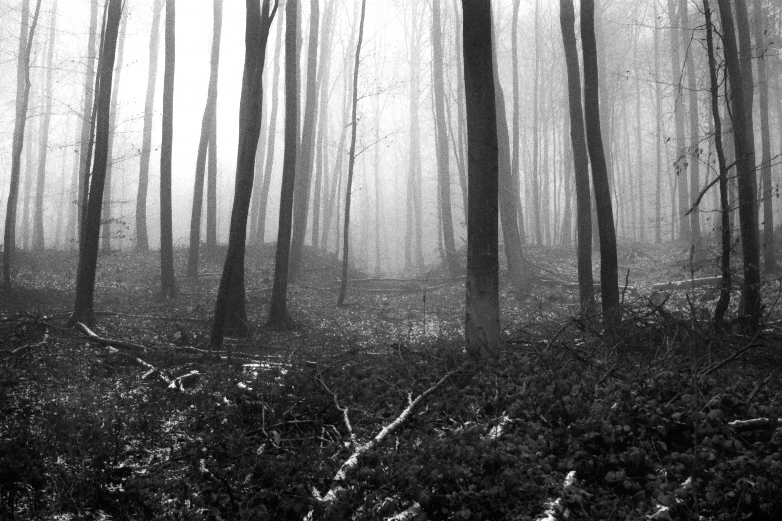 slunečnímu záření, les, černobílý, Příroda, tráva, větev, ráno, mlha, Mono, strom, mlha, list, počasí, venkovní, sezóna, tělesné, tma, SW, Wald, Schwarzweiss, ilforddelta400, zálesí, místo výskytu, přírodní prostředí, atmosférický jev, Černý a bílý, monochromatické fotografování, dřevina, geografický rys, leicam2