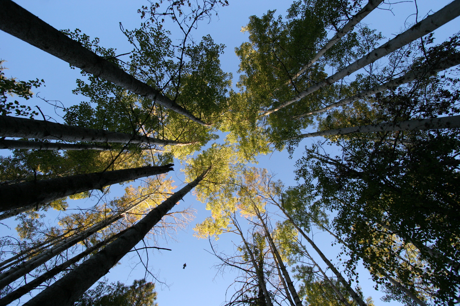 albero, natura, cielo, riflessione, foglia, pianta legnosa, acqua, ramo, pianta, luce del sole, foresta, bioma, primavera, boschetto, bayou, bosco, zone umide, vecchia foresta di crescita