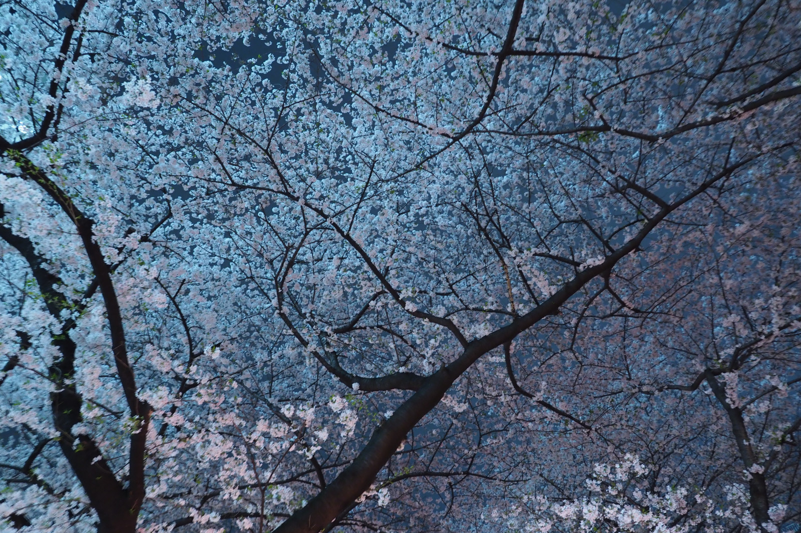 Japonsko, zima, větev, mráz, Třešňový květ, květ, Pero, jaro, Tokio, Olympus, jp, strom, květ, rostlina, sezóna, třešeň, sakura, 12mmf20, mzuiko, penf, ZUIKO, mzuikodigitaled12mmf20, třešňové květy, meouroriver