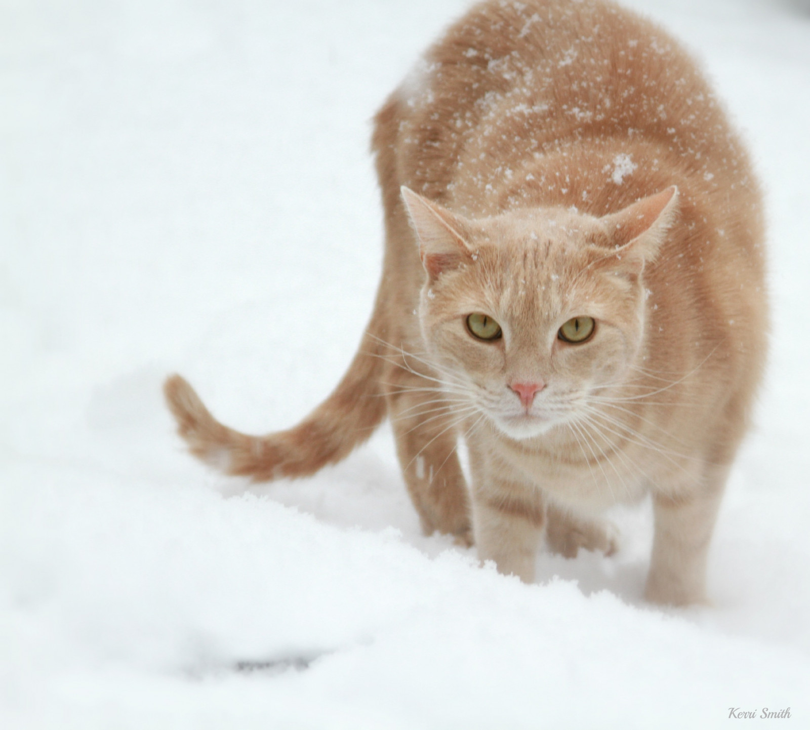 bílý, kočka, zvěř, oči, sníh, zelená, nos, Krém, kníry, Domácí mazlíčci, Koťátko, kočky, kotě, savec, zelené oči, béžový, barmská, krátké vlasy, fanoušek, obratlovců, kočka jako savci, malé až středně velké kočky, domácí krátké vlasy kočka, paklíč, mourek, Evropská krátkosrstá, kočkovité šelmy, kočičky, Mourovaté, Burmilla