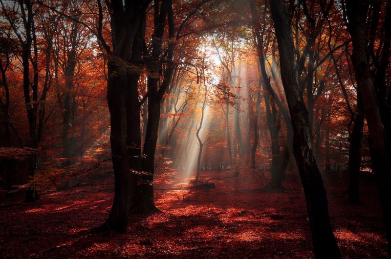 sunlight, trees, landscape, forest, leaves, nature sunlight, trees, landscape, forest, leaves, nature