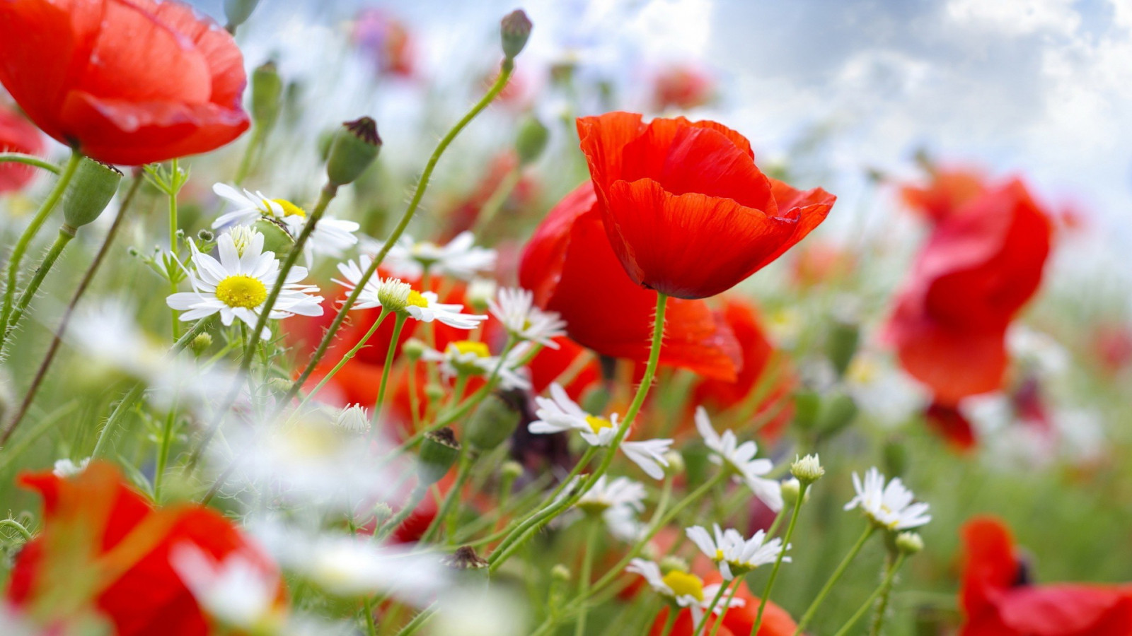 Bakgrundsbilder : 1920x1080 px, vallmo, röda blommor 1920x1080 ...