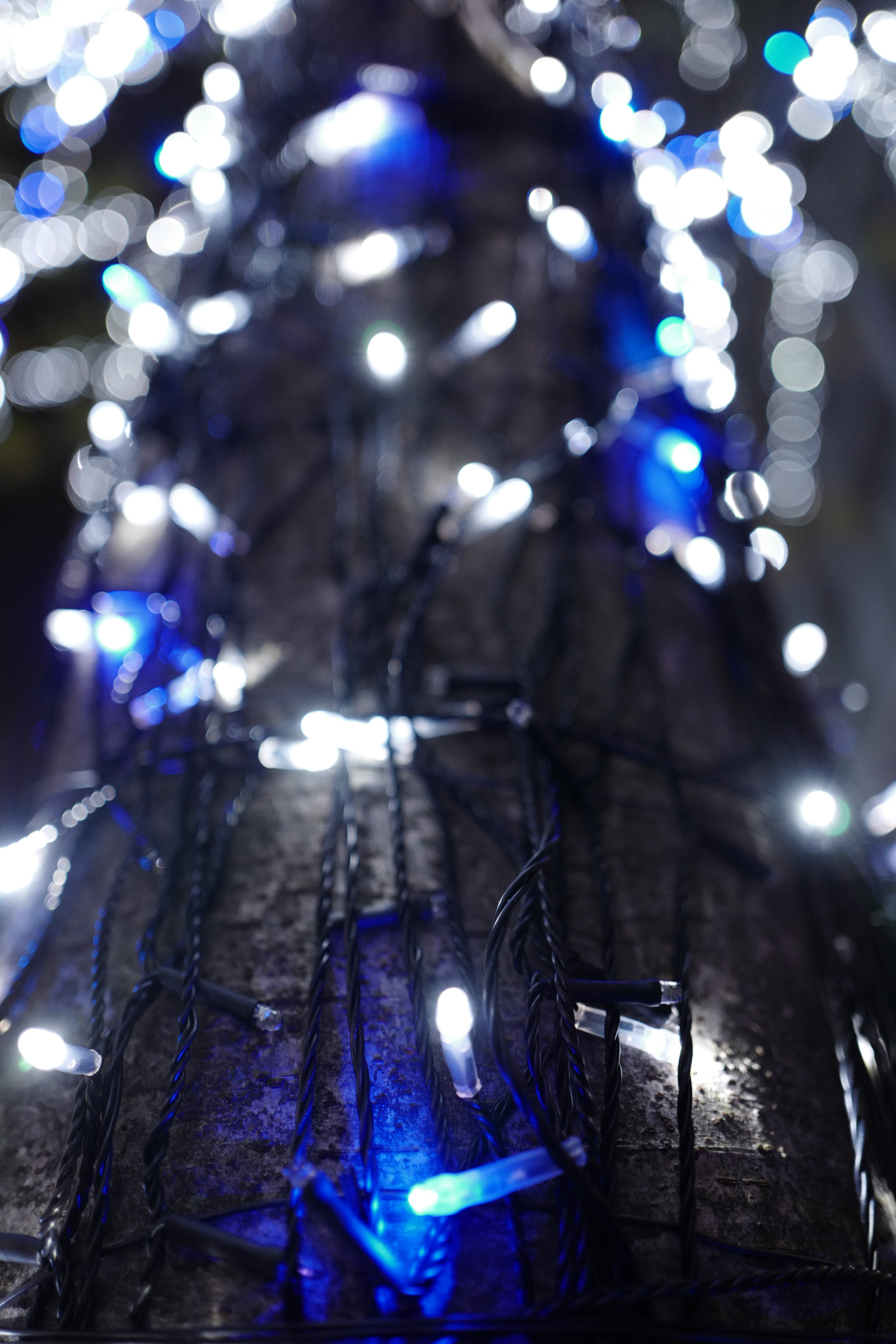 Japan, nat, afspejling, blå, is, glas, Juletræ, jul, julelys, Leica, Tokyo, Jp, lys, farve, belysning, mørke, keyakizaka, summilux, leicaq, summilux1728, q, 1728, ropponngi, juledekoration