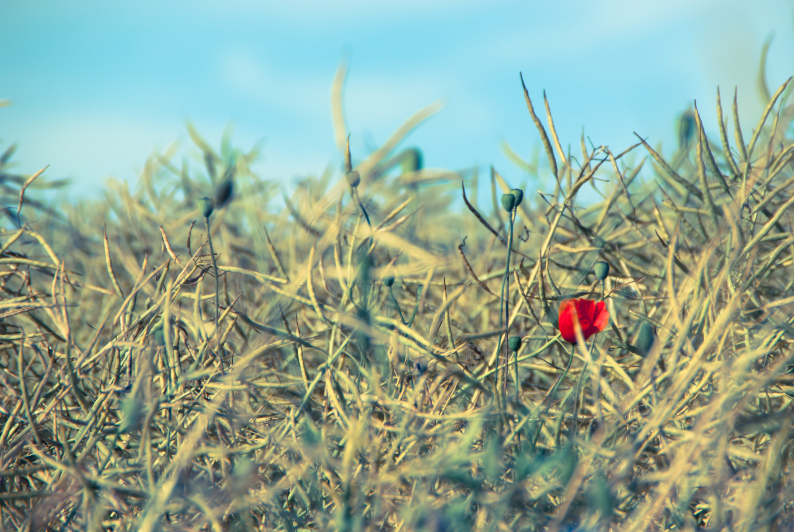 lys, solnedgang, rød, vild, sommer, himmel, Sol, sollys, tåge, plante, blomst, farve, makro, grøn, natur, blomster, smuk, skønhed, Mark, græs, solskin, tåge, tæt på, landdistrikterne, solopgang, have, sæson, landskab, uden for, landskabet, dagslys, forår, stilk, majs, flora, blød, naturlig, lyse, urter, blomst, udendørs, mange, baggrund, detaljer, horisont, drøm, dyrke, eng, scene, frisk, valmue, areal, flor, blomstrende, knop, landbrug, botanik, blade, skrøbelig, idyllisk, lysende, birkes, forår, papaver, rhoeas, forbigående, aclusterofflowers, abouquetofflower, ameadowfullofflowers, gardenflowerssfreshflowers