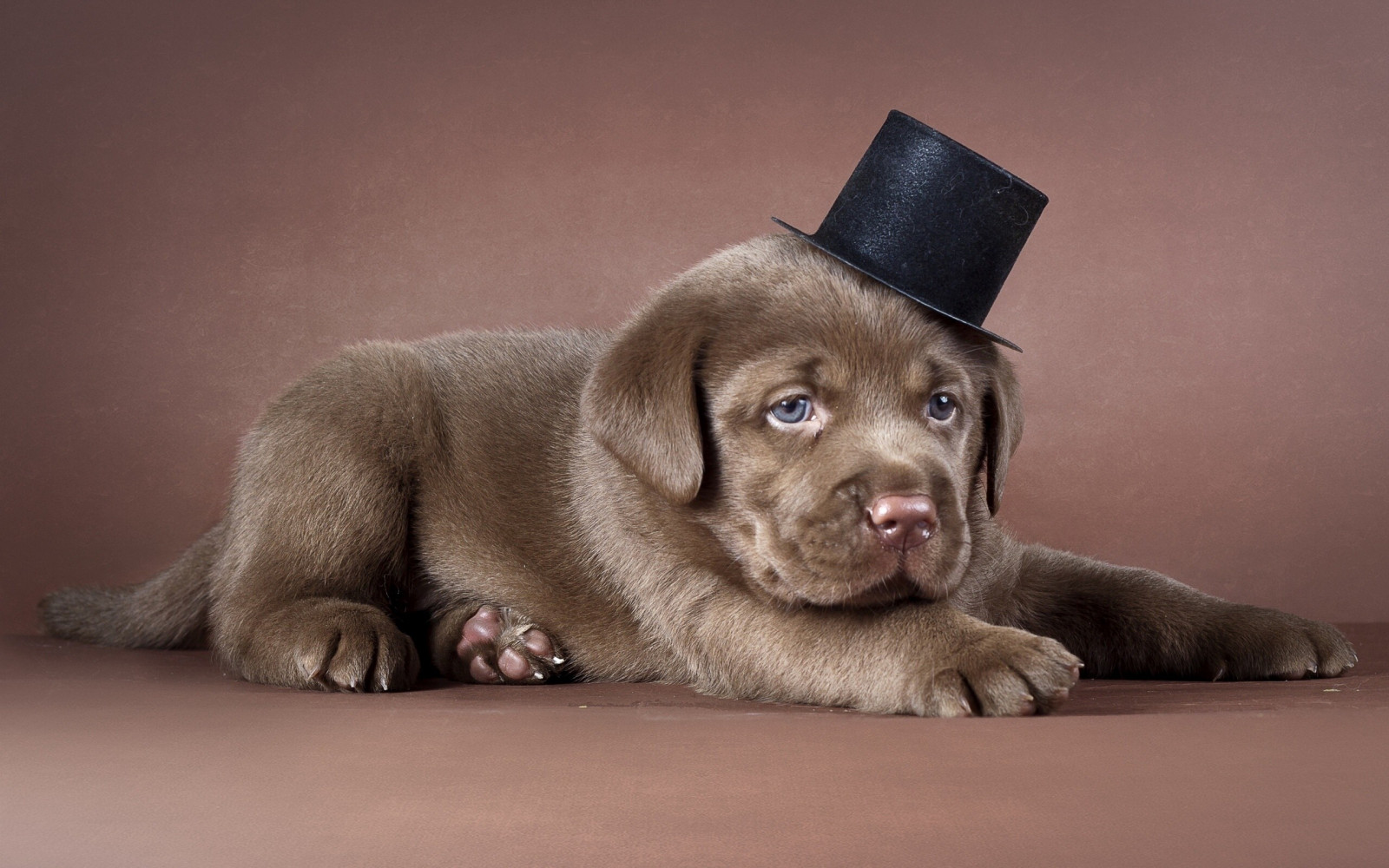 puppy_labrador_hat_dog-1012713.jpg!d