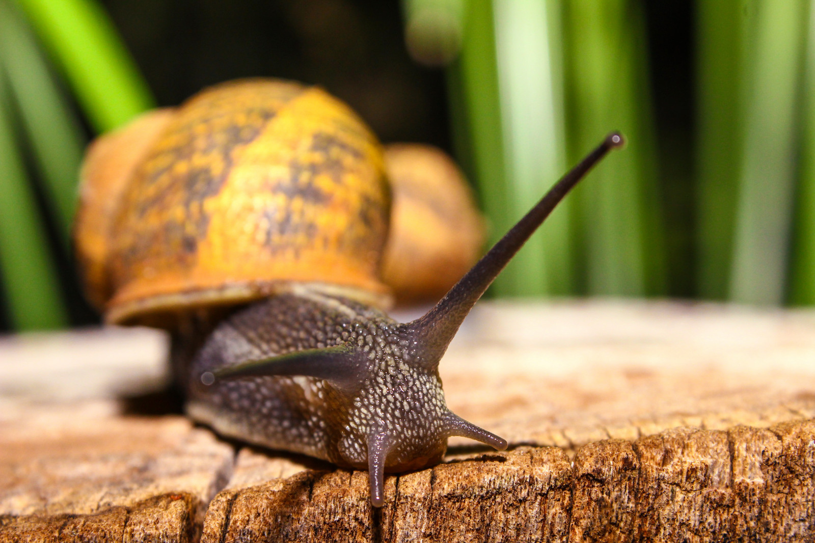 Wallpaper snail, shell, antennae, close up 5184x3456 wallhaven