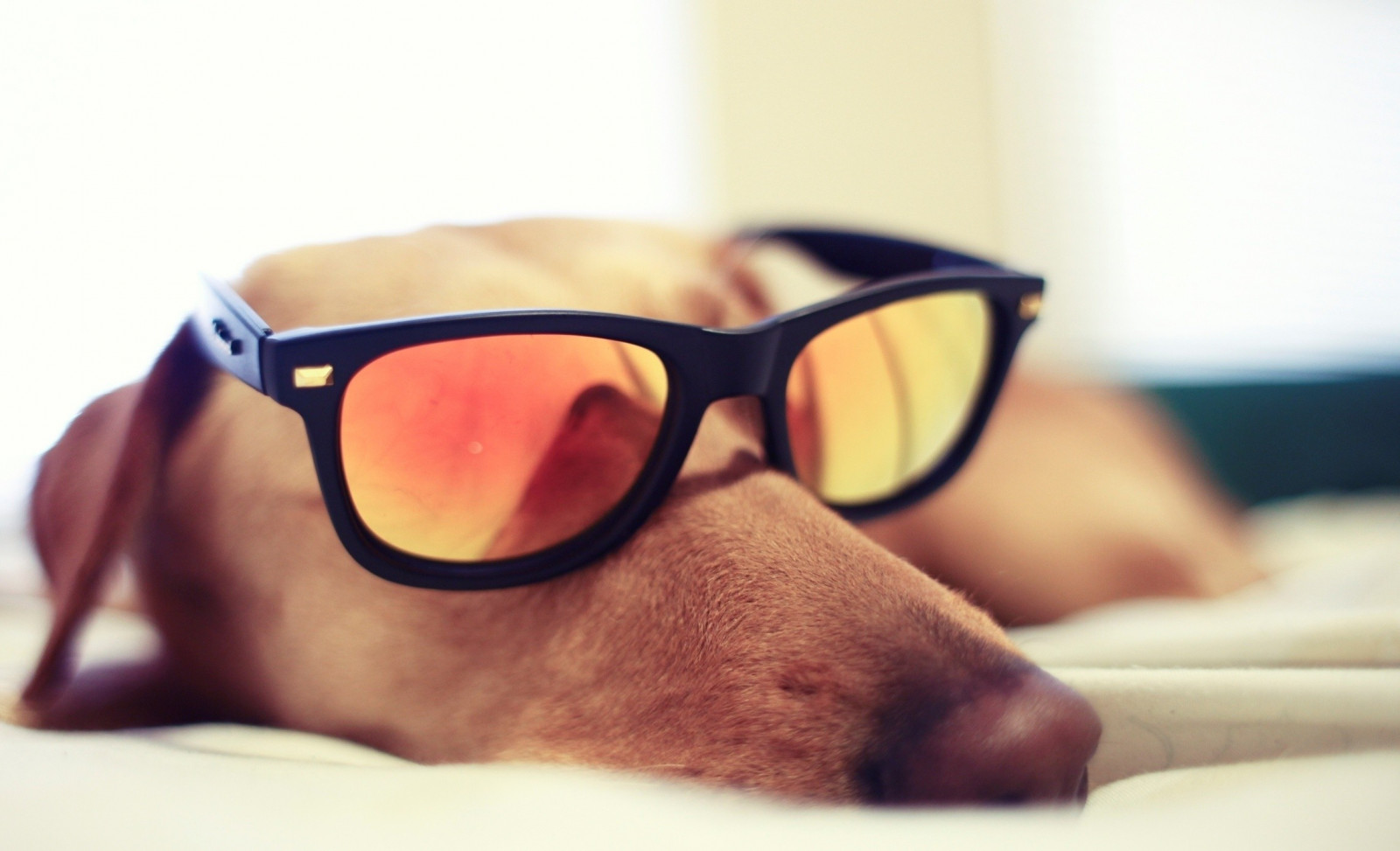 Wallpaper face, sunglasses, glasses, sleeping, goggles, dog, nose