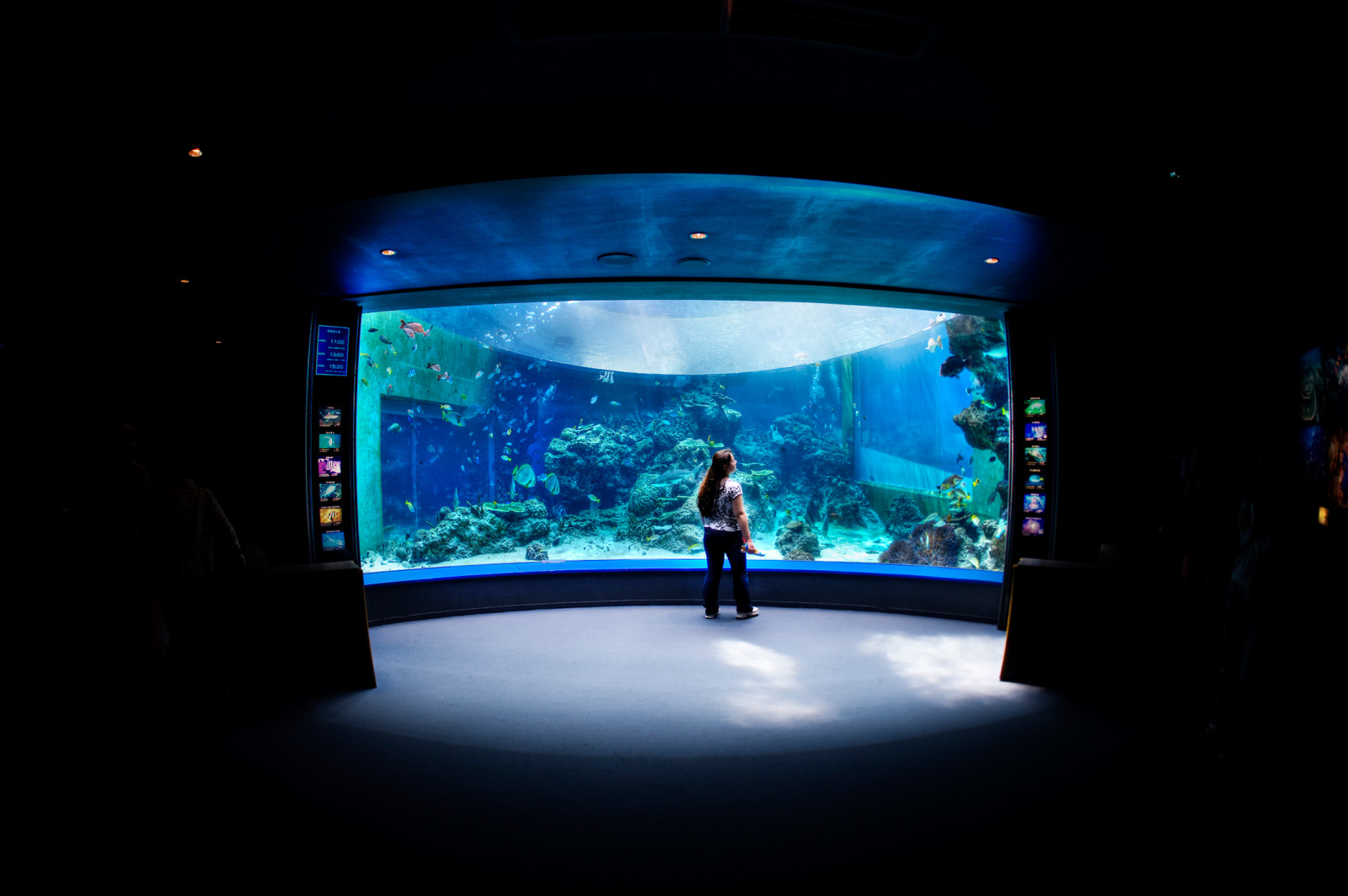 Japonsko, noc, Ryba, modrý, nádrž, HDR, technika, Nikon, japonský, akvárium, rybí oko, záře, fáze, divadlo, tma, sigma, okinawa, D700, počítač tapeta, mořská biologie, zobrazovací jednotka, plochý displej, 15mm, vedlo podsvícený LCD displej, Churaumi, projection screen