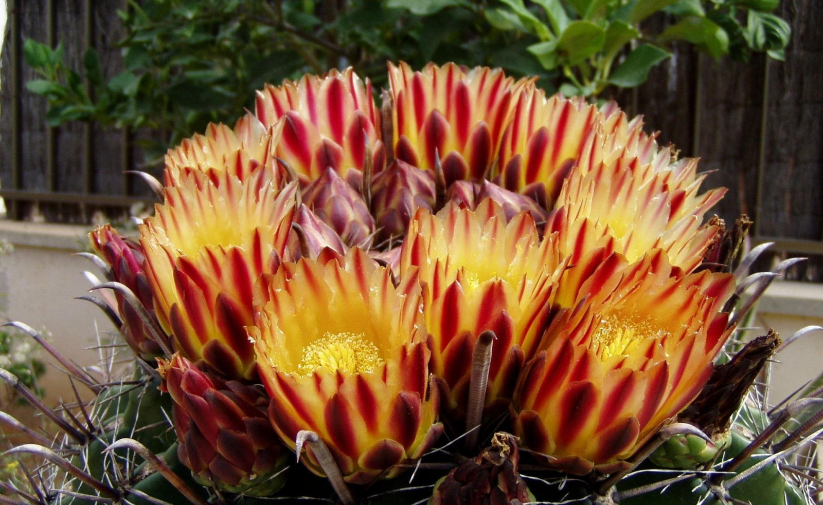 kaktus, blomst, plante, flora, wildflower, blomstring, Protea, botanik, jord plante, blomstrende plante, tæt på, makrofotografering, pindsvin kaktus, is plante familie, Protea-ordenen, is plante, pigface, blomstrede, protea family