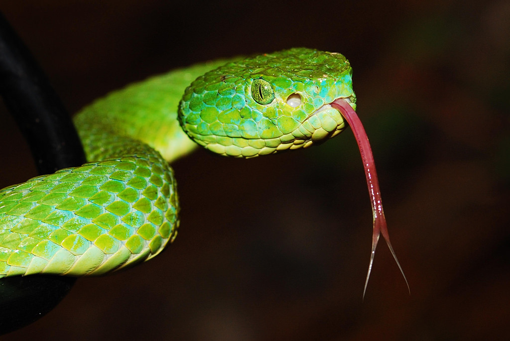 デスクトップ壁紙 スケーリングされた爬虫類 ヘビ 蛇 生物 マクロ撮影 閉じる Terrestrial Animal 鱗翅目 Viper 西部緑色のマンバ 1024x685 8047 デスクトップ壁紙 Wallhere