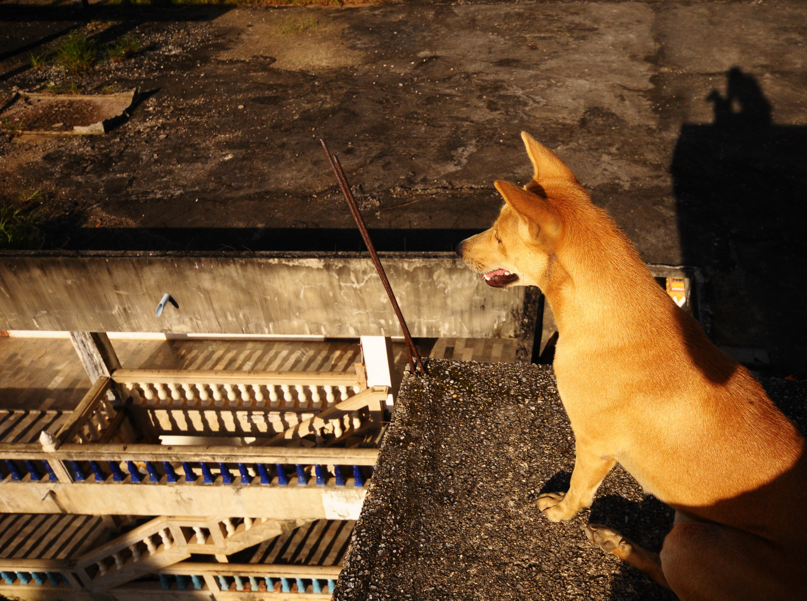 Perro Morting Fondos de pantalla : Mañana, techo, perro, Sol, lente, Nikon, piso ...